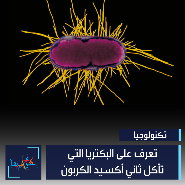 Штаммы escherichia coli