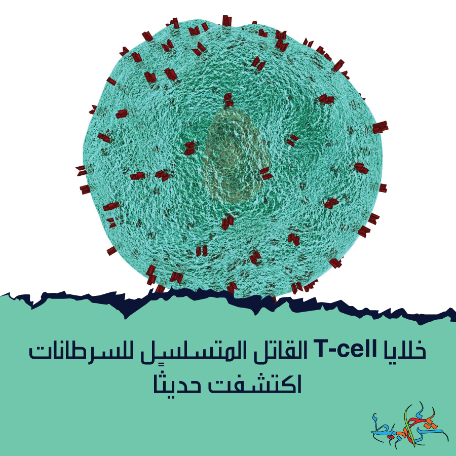 خلايا T-cell القاتل المتسلسل للسرطانات، اكتشفت حديثًا