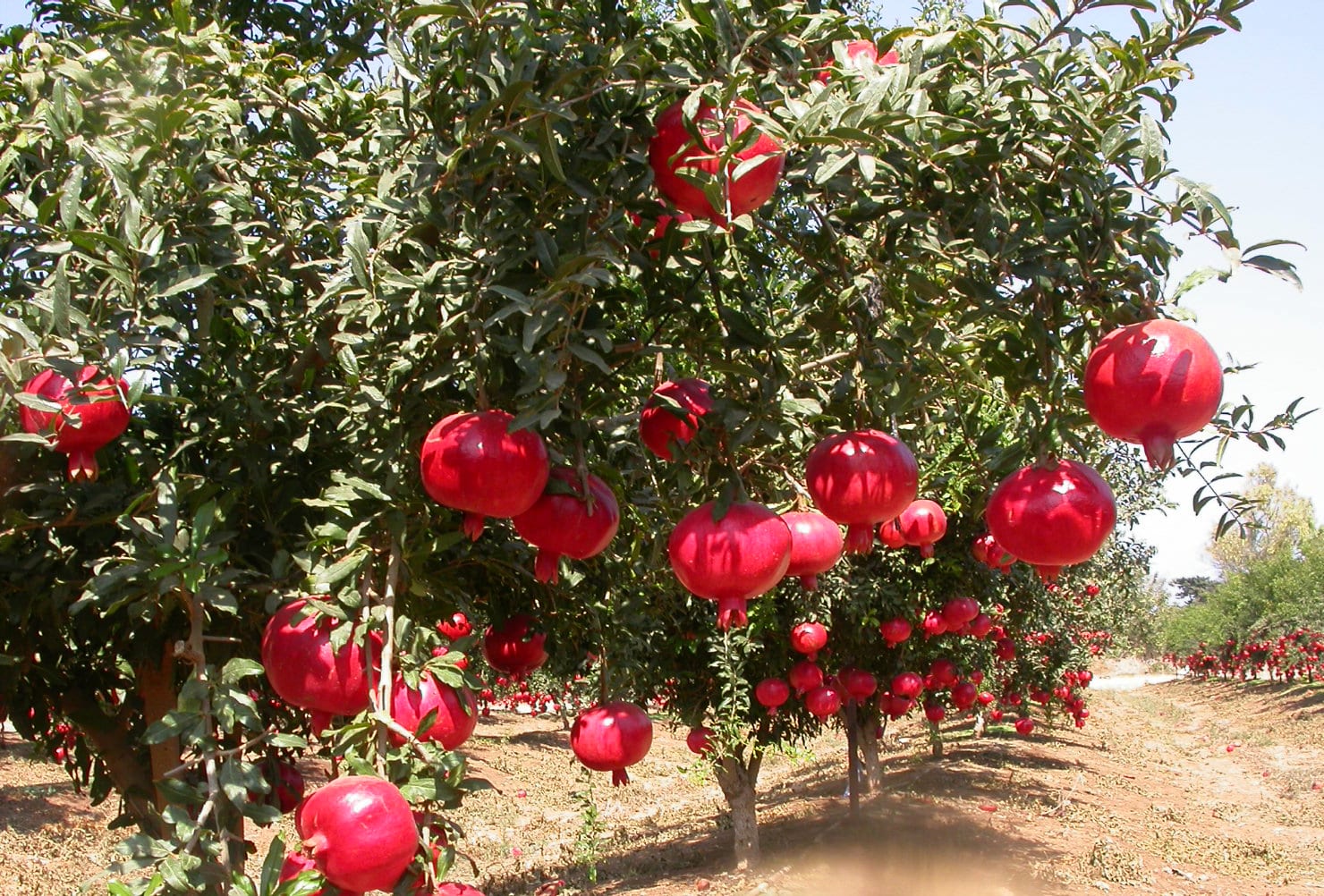 زراعة الرمان