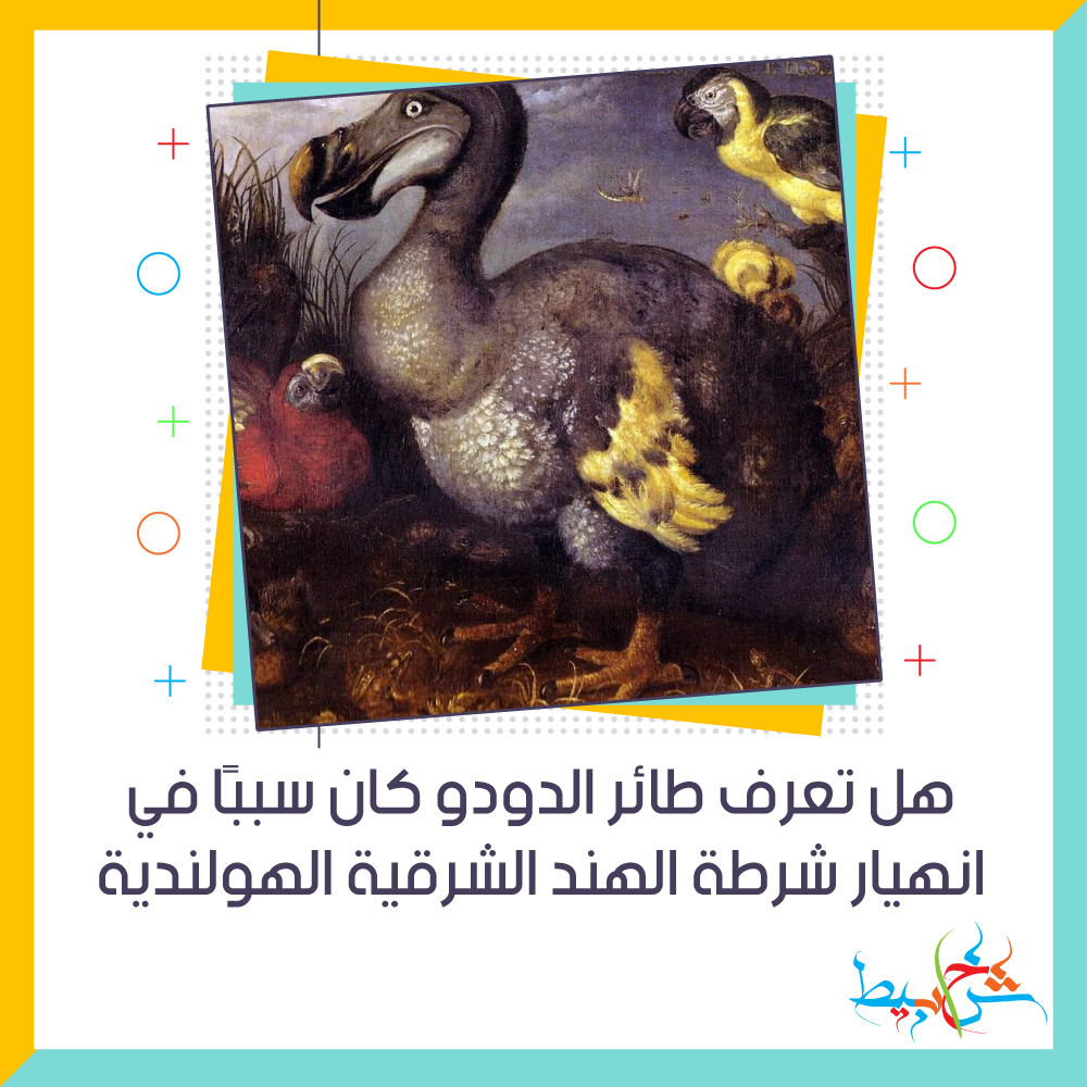 هل تعرف طائر الدودو كان سبب ا في انهيار شرطة الهند الشرقية الهولندية شخابيط