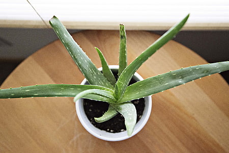 aloe vera succulent potted plant thumb