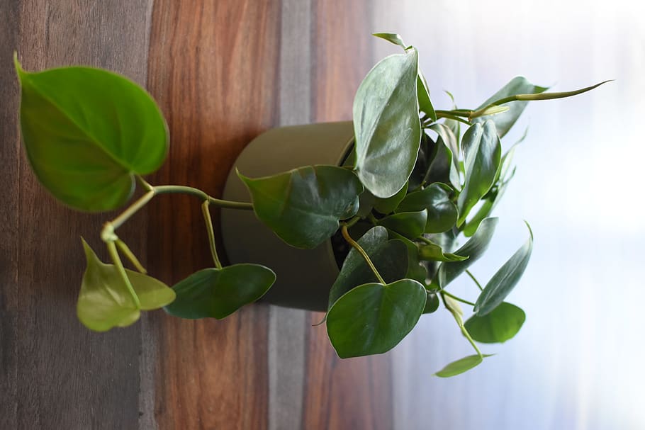 houseplants plants philodendron vines