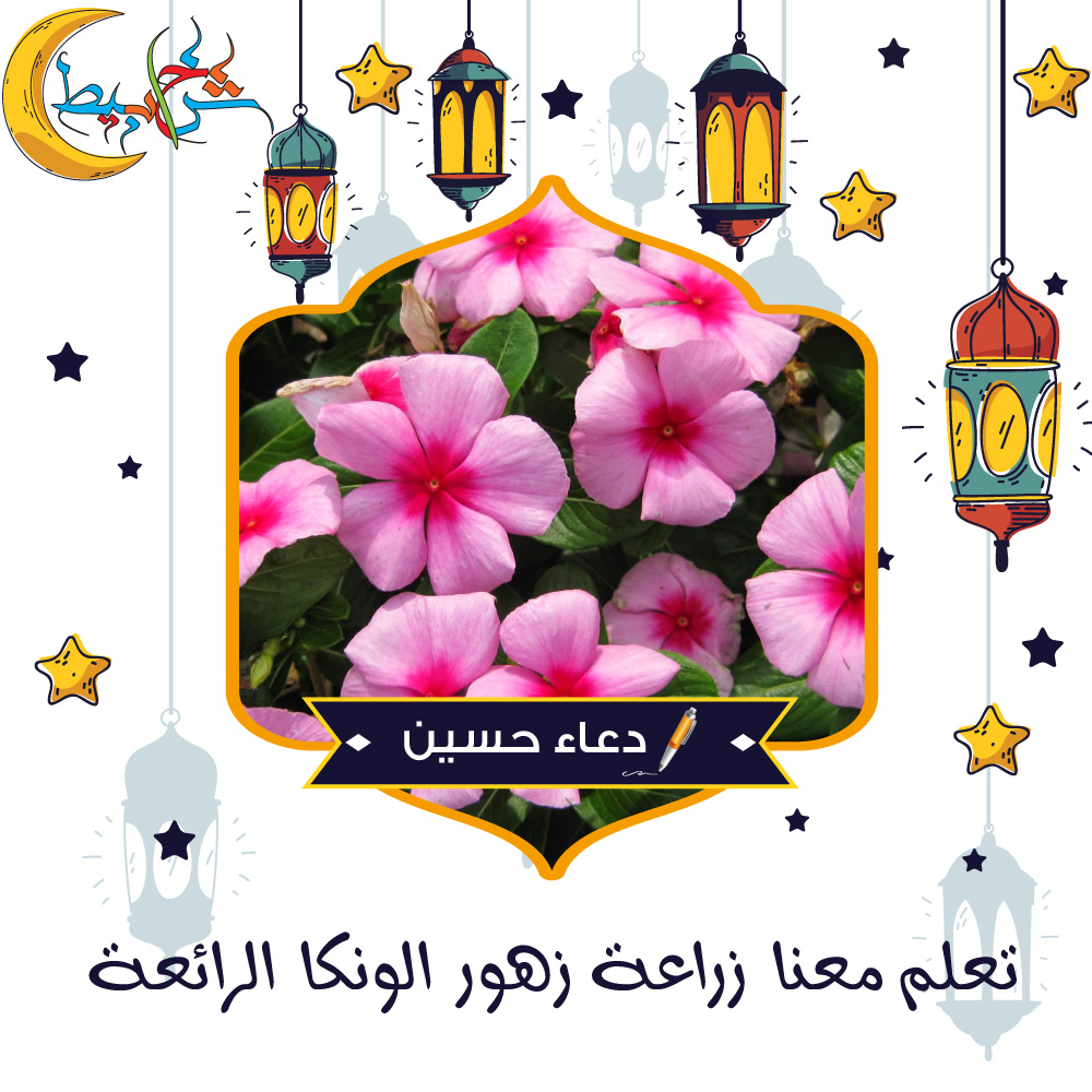 تعلم معنا زراعة زهور الونكا الرائعة