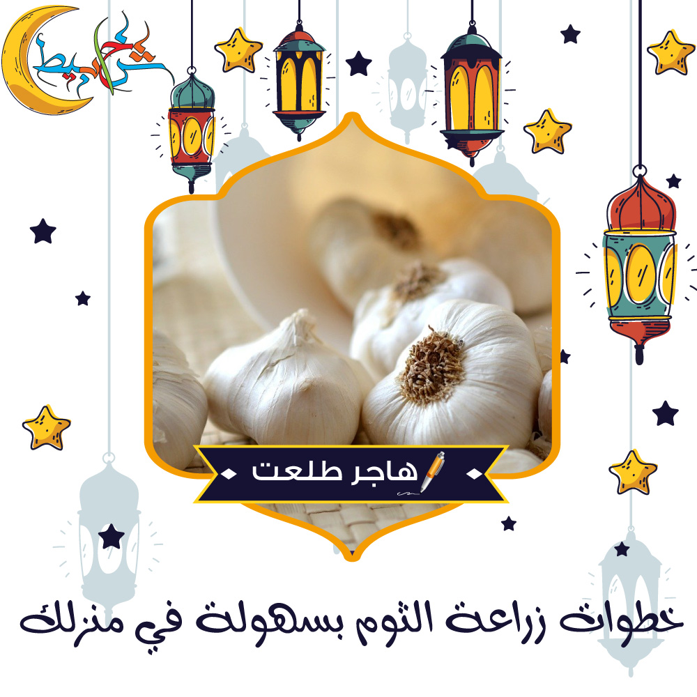 خطوات زراعة الثوم بسهولة في منزلك 1