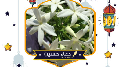 زراعة الياسمين البلدي منزليا - Common Jasmine