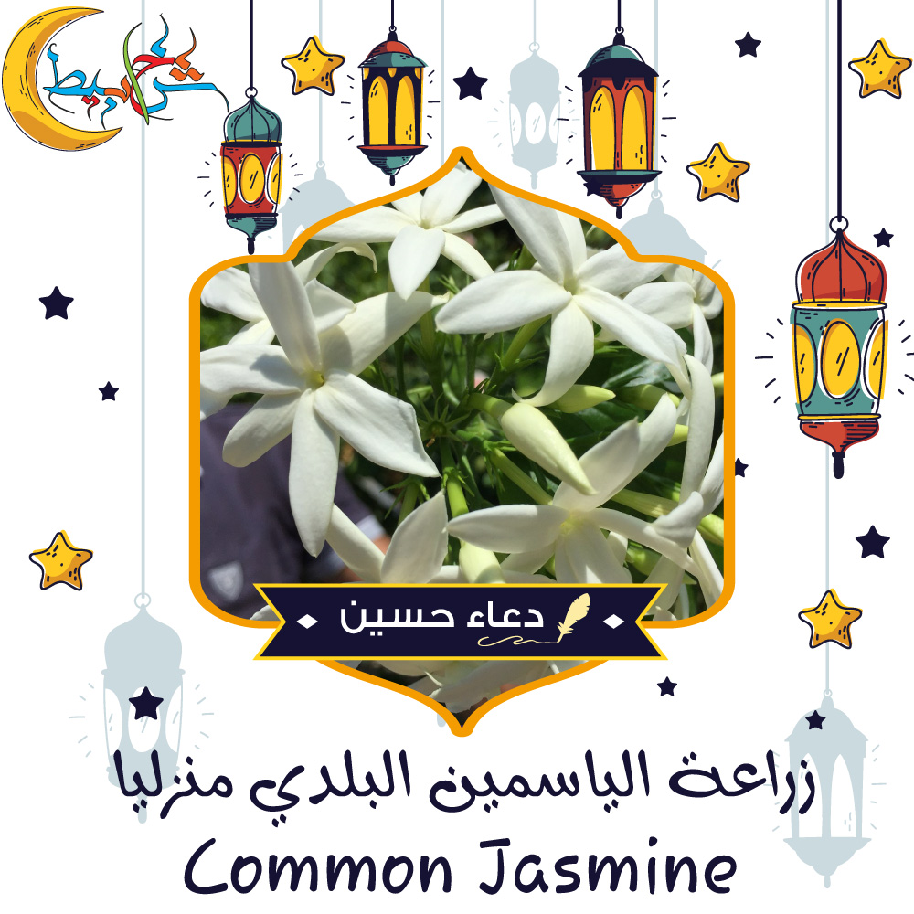 زراعة الياسمين البلدي منزليا - Common Jasmine