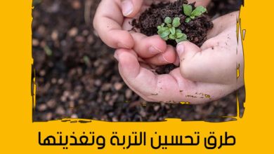 طرق تحسين التربة وتغذيتها لنجاح الزراعة المنزلية