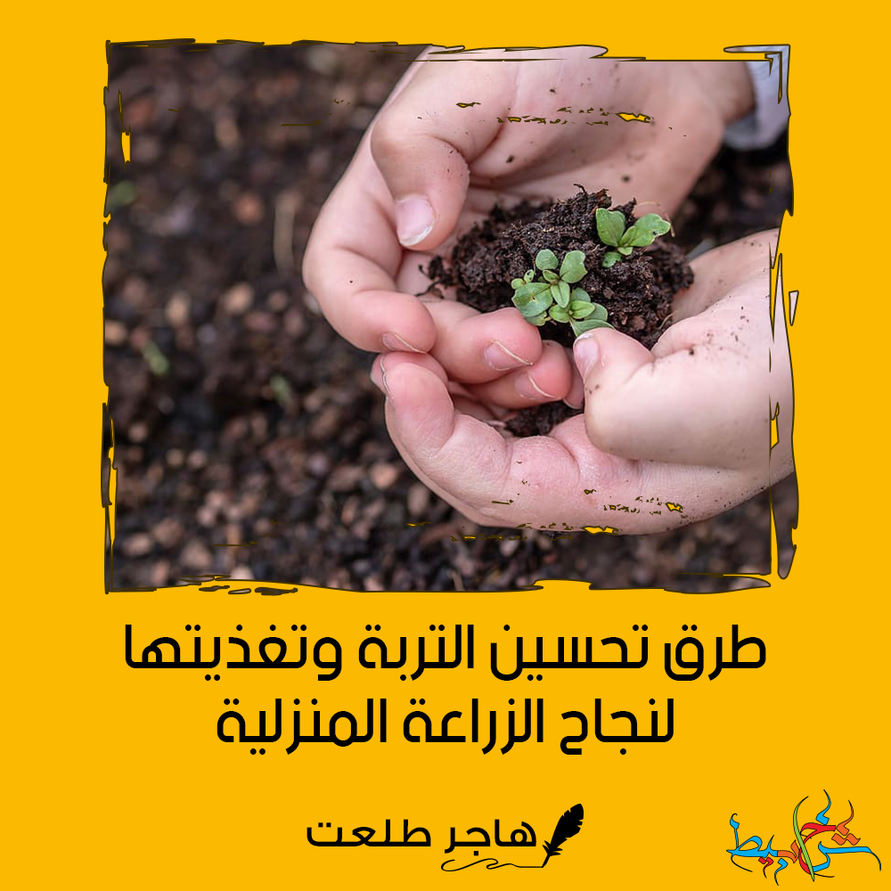 طرق تحسين التربة وتغذيتها لنجاح الزراعة المنزلية