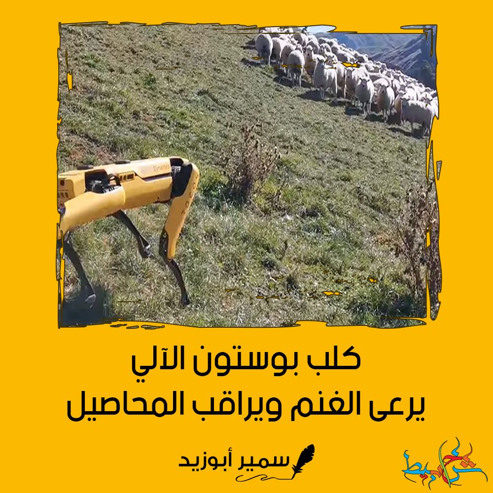 كلب بوسطن الآلي.. يرعى الغنم ويراقب المحاصيل