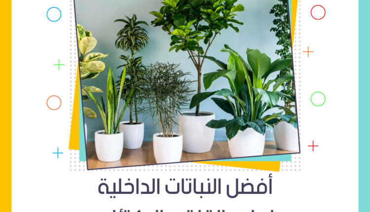 كل شيء عن النباتات الداخلية كيف نعرف اسم نبتة اشتريناها عناية بدون تكلف Plants Youtube Table Decorations Home Decor Decor